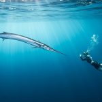 Death Hidden in the Sea! Slim Fish Attack, Pierces the Body with Deadly Speed, Learn Prevention Methods.