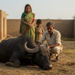 Buffalo Dies from Rabies in Budaun After Stray Dog Bite: Livestock Owner's Family Gripped by Panic Two Months Later