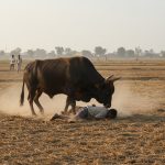 Uttar Pradesh: Bull tosses farmer in air, slams him to death; video leaves people terrified!