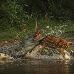 Crocodile makes horrifying hunt of deer drinking water by river, video leaves people stunned!