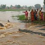 Fear in UP: Crocodiles carried by Yamuna-Chambal floods reached villages from Etawah to Bah!
