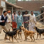 Brazen Act by Musclemen in Amroha: Unleashed Dogs on Moradabad Crime Branch Team, Also Snatched Ladder