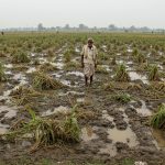 Flood's Devastation in UP: 12,000 Bigha Crops Devastated, Millet and Vegetables Destroyed, Farmers Face Calamity!