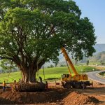 Balancing Development and Environment: Giant Peepal Tree Successfully Transplanted for Four-Lane Project in Bilaspur, Himachal