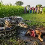 15-foot python swallows dog, then regurgitates it in Lakhimpur Kheri; video leaves people stunned