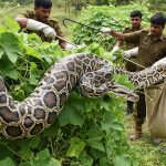 Lakhimpur Kheri: 15-Foot Python Found Coiled on Sponge Gourd Plant, Forest Department Safely Captures It; Video Goes Viral