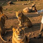Viral Video: Ferocious Lions Are Terrified of a Man's Single Slipper, He Scolds Them Like a Mother!