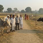 Lumpy's Havoc in UP: Ban on Livestock in 7 Districts, Fairs Cancelled, Farmers' Concern Grows