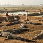 Instead of Rice and Wheat, They Farm Crocodiles Here! This Millions-Earning Method Will Blow Your Mind.