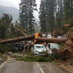 People Risking Lives in Shimla: Falling Trees Damage Several Vehicles; 2 Bodies Found in Kullu, CM Surveys Devastation in Manali