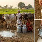 Uttar Pradesh Ranks No. 1 in Milk Production in the Country: Livestock Minister Targets Akhilesh, Says - 'He Found Cow Dung Smelly'