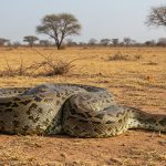 UP: Python Swallows Nilgai Calf; Giant Snake Struggles, Watch What Happened Next... VIDEO
