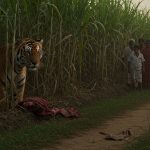 Bloody Terror of Tiger in UP: Youth Dragged into Sugarcane Field, Mauled for an Hour; Panic in Village