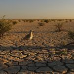 This amazing bird lives in dry conditions, makes the impossible possible every day: Know the full story