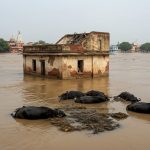 Yamuna wreaks havoc in Mathura-Vrindavan: House collapses, eight buffaloes dead; all schools up to 12th grade closed