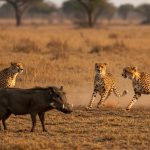Viral Video: A tiny wild boar chased away 3 ferocious cheetahs, leaving onlookers astonished!
