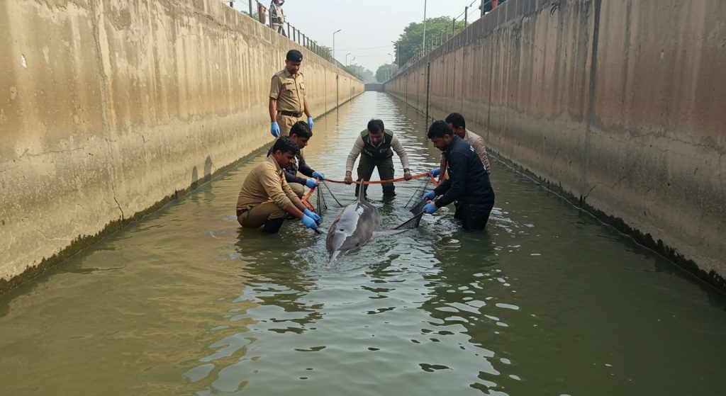 Dolphin Trapped in Bahraich's Saryu Canal on World Dolphin Day; Forest Department and WWF Team Engaged in Rescue