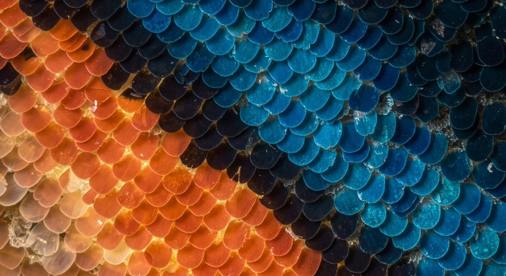 Not 'Powder' on Butterfly Wings, These Are Colorful 'Scales'! Know Their Amazing Secret